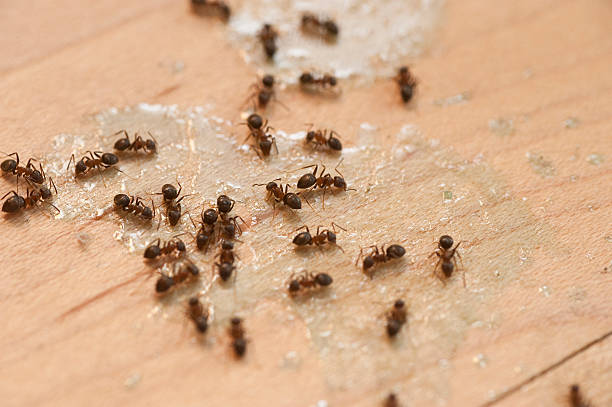 Best Ant Control Services  in , AZ
